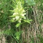 Pedicularis foliosa Flower