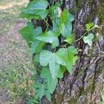 Hedera hibernica पत्ता