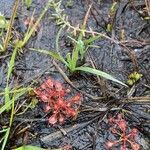 Drosera capillaris Flower