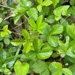 Rubus hispidus Leaf