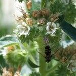 Phacelia heterophylla Flower