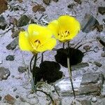 Calochortus aureus ᱵᱟᱦᱟ