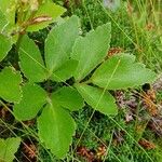 Ligusticum scothicum Leaf