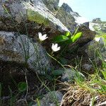 Gagea serotina Libunga