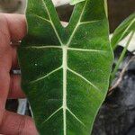 Alocasia micholitziana Leaf