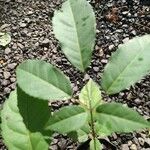 Handroanthus albus Leaf