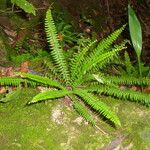 Asplenium formosum Habitus