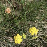 Lomatium triternatum Λουλούδι