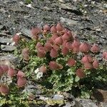 Geum reptans Habit