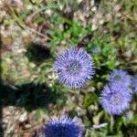 Globularia vulgarisBlüte