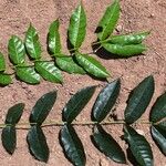 Thyrsodium spruceanum Лист
