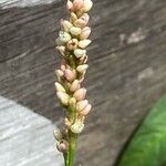 Persicaria lapathifolia Květ