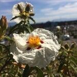 Cistus ladaniferമറ്റ്