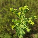 Solidago rigida Fruit