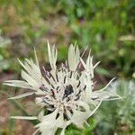 Centaurea cheiranthifolia Цветок