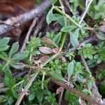 Galium murale Feuille