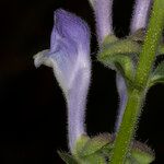 Scutellaria altissima花