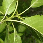 Cordia gerascanthus Leaf