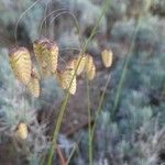 Briza maxima Fruit