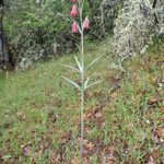 Fritillaria gentneri Hábito