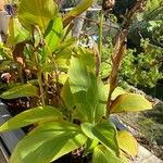 Canna indica Frunză