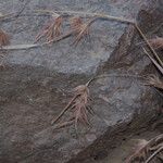 Themeda quadrivalvis Fruit