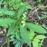 Penthorum sedoides Flower