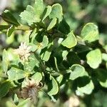 Baccharis obovata Blad