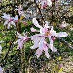 Magnolia stellata Flower