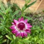 Helichrysum bracteatum (Venten.) Willd.Flower