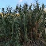 Arundo donax Ліст