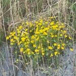 Caltha palustrisBloem