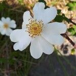 Rosa arvensis Blüte