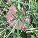 Scabiosa columbaria Blatt