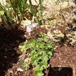 Geranium asphodeloides Floare