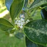 Ilex aquifolium Flower
