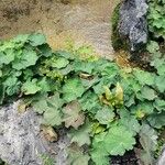 Alchemilla mollis عادت داشتن