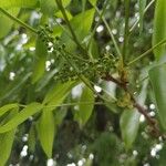 Melicoccus bijugatus Flower