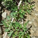 Bidens triplinervia Leaf