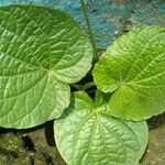 Piper umbellatum Feuille