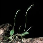 Platystele ovalifolia Λουλούδι