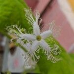 Trichosanthes cucumerina Blomst