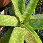 Aloe kilifiensis