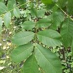 Juglans regia Fuelha