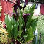 Zantedeschia aethiopicaLorea