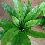 Asplenium nidusFuelha