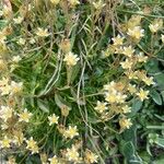 Saxifraga moschata Bloem