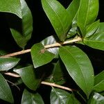 Amphitecna gentryi Hoja