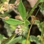 Trifolium striatum Blatt