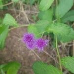 Kinghamia angustifolia Flower